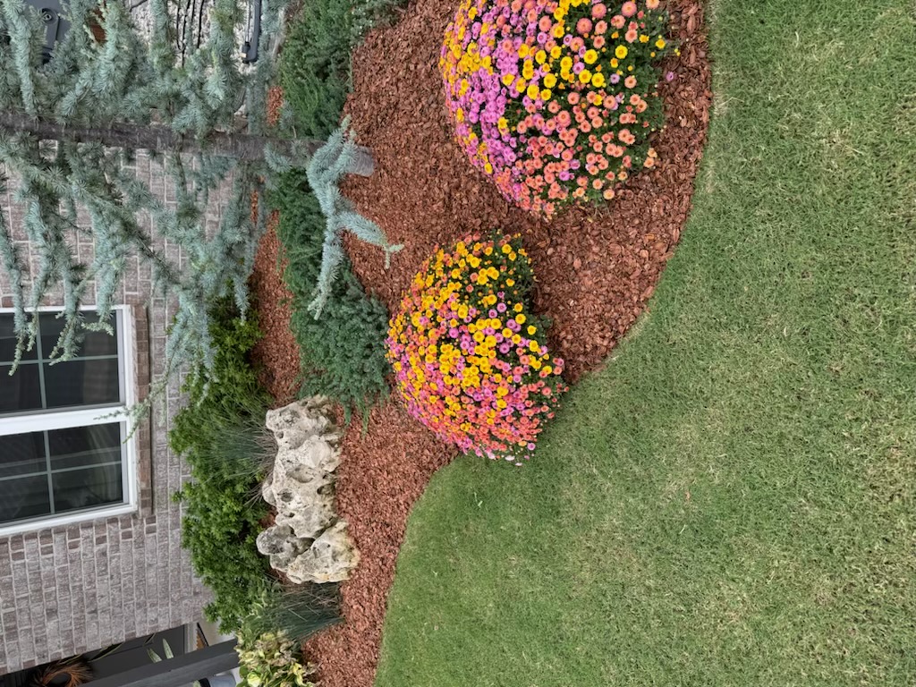 Garden Azaleas